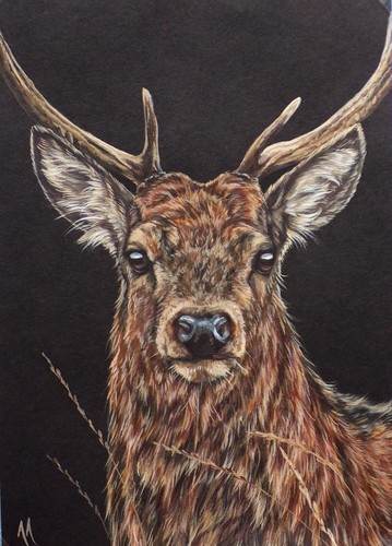 Red deer stag original - red,