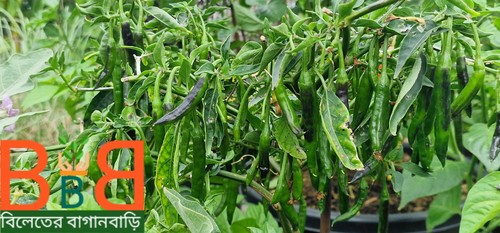 Indian long green chilli - long,