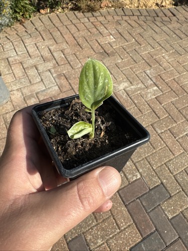Scindapsus pictus