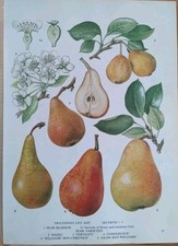 Pears Vintage Botanical Floral