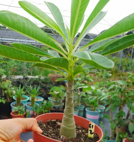 Dia 3cm pachypodium decaryi - pachypodium,