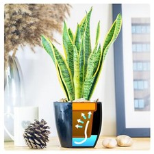 1 House Indoor Plant @ Self Watering Ceramic Pot Evergreen Easy Care