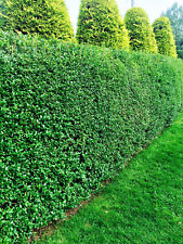 10 Green Privet Hedging Evergreen Plants Fast Growing Shrubs 20-30cm Potted