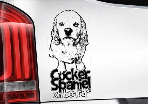 American cocker spaniel - american,