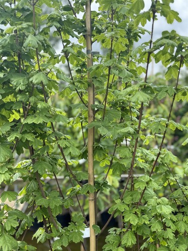 Acer campestre elegant - acer,
