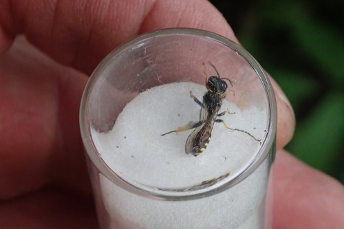 Beehave field identification - beehave,