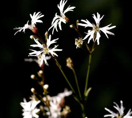 Lychnis flos cuculi - lychnis, flos-cuculi