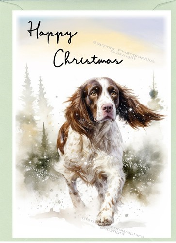 English springer spaniel - english,