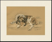 ENGLISH SPRINGER SPANIEL