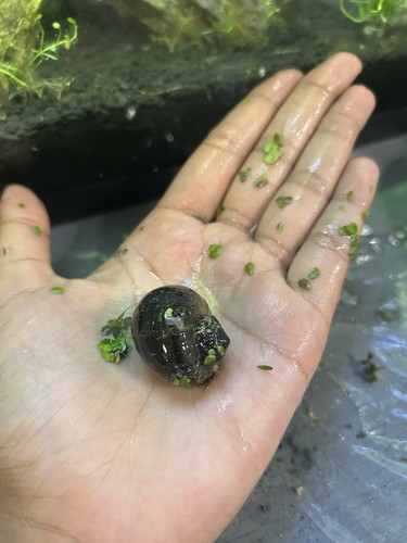 Large mystery snails brown - snails,