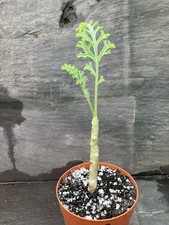 Pelargonium Carnosum Caudex