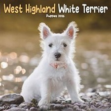 West Highland White Terrier Puppies 2026 Mini calendar NEW