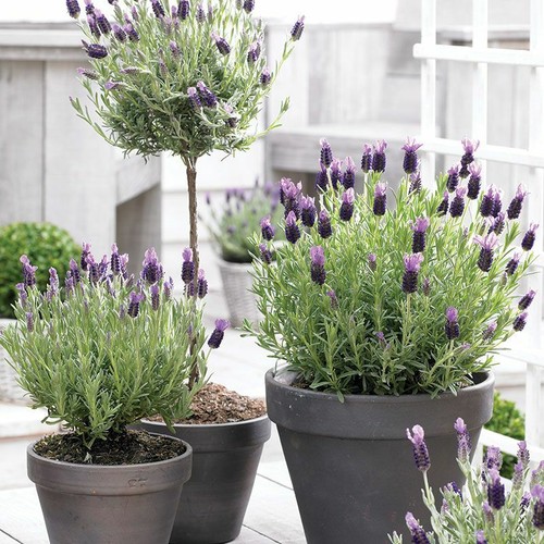 Lavender - (regal, splendour)