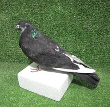 Black & White Racing Pigeon