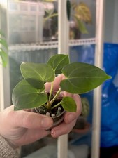 Anthurium Indo Black Widow X