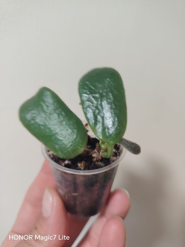 Rare unusual hoya rotundiflora - hoya,