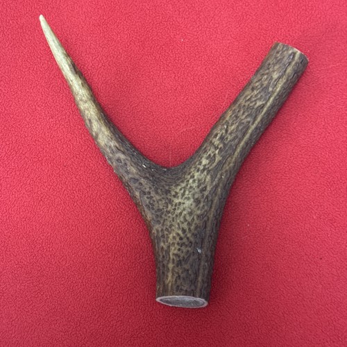 One piece deer - piece, antler,