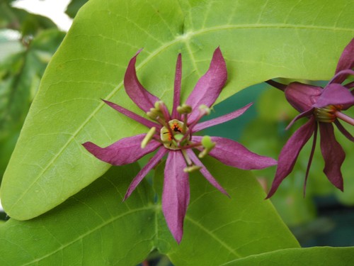 Passiflora perfoliata rare - passiflora,