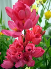 Ixia Venus