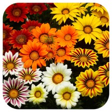 Gazania kiss frosty - kiss, mixed