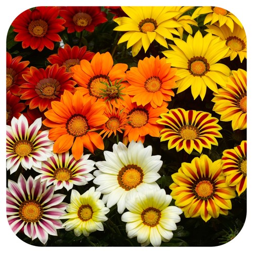 Gazania kiss frosty - gazania,