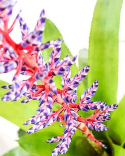 Rare popcorn bromeliad - popcorn, bromeliad: