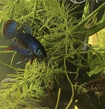 ClearSeal 64L Aquarium full