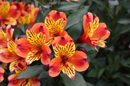 Alstroemeria - (peruvian, lily)