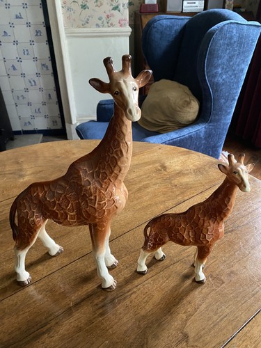 Mother and baby - baby, giraffe