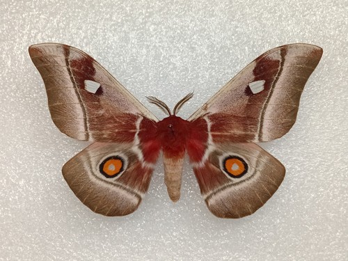 Cabbage tree emperor moth - cabbage,