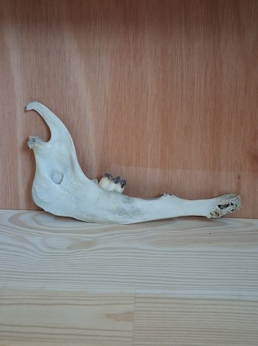 Sheep mandible bone - sheep,