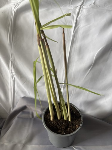 Lemon grass plant - in, one