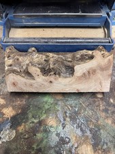 elm burr