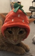 Strawberry Cat/Kitten Hat Halloween Costume Fancy Dress