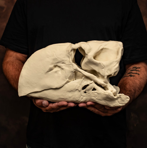 Gastornis skull replica terror - gastornis,