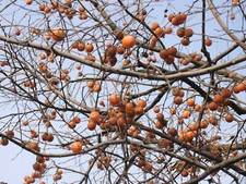 2 x DIOSPYROS VIRGINIANA, American Persimmon, fruit tree, edible plant, 10cm