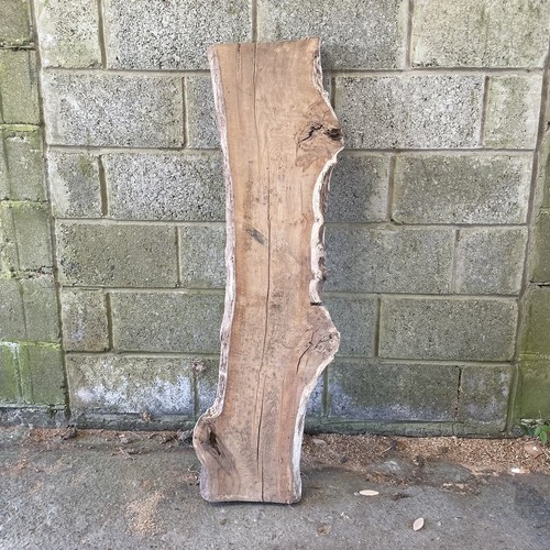 English burr oak air - air, dried