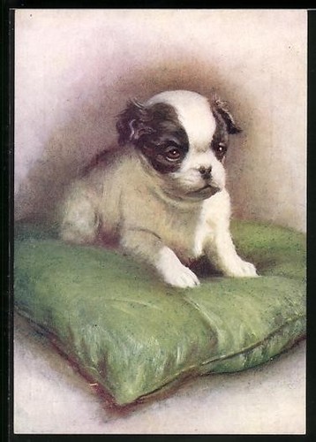 Japanese spaniel cushion - on,