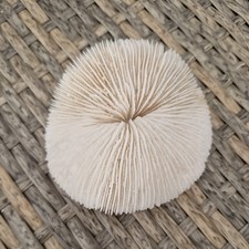 Vintage Piece Of Natural White