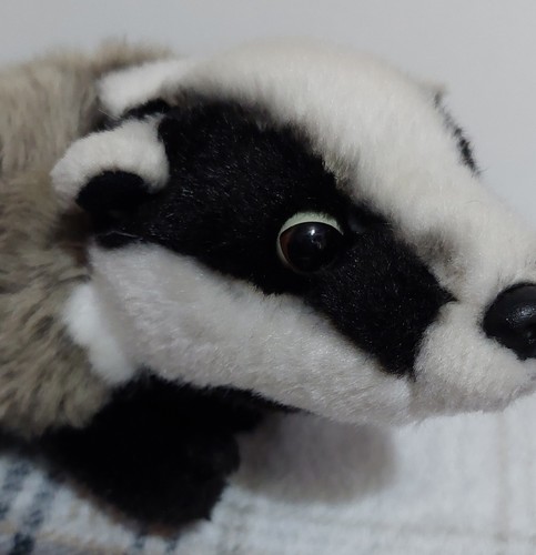 Living nature badger - living,