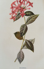 Bouvardia Antique Garden Print c.1900 | Victorian Botanical Flower Illustration
