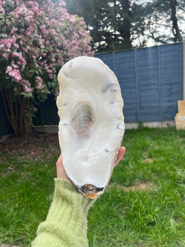 Large oyster shell - , (top