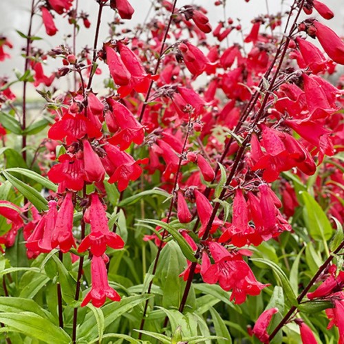 Penstemon windsor red hardy - 6,