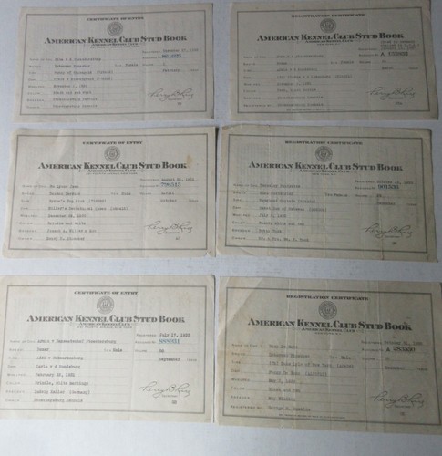 Lot american kennel - 6,