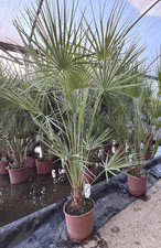 Chamaerops European Fan Palm Tree Extra Large 4ft Plant in a 10 Litre Pot