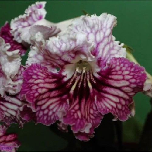 Streptocarpus cindy - streptocarpus, kt-cindy
