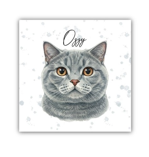 British shorthair cat - british,