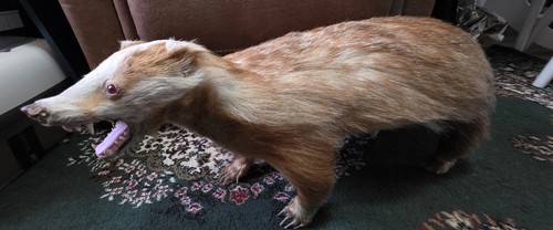 Antique taxidermy erythristic - antique,