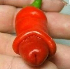 PENIS CHILLI SEEDS PETER PEPPER WILLY CHILLIES SEEDS UK SELLER