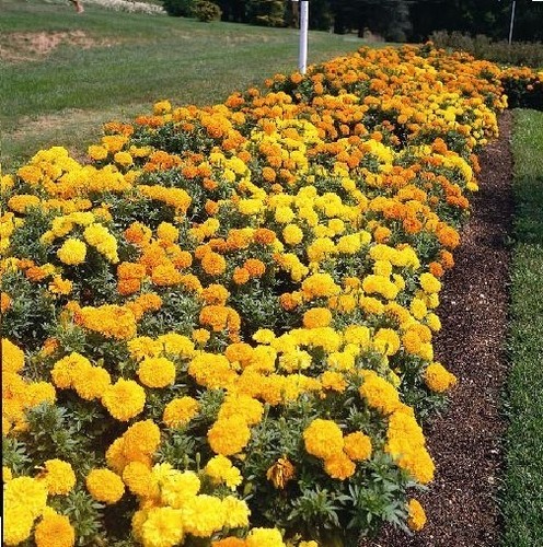 Flower african marigold - -,